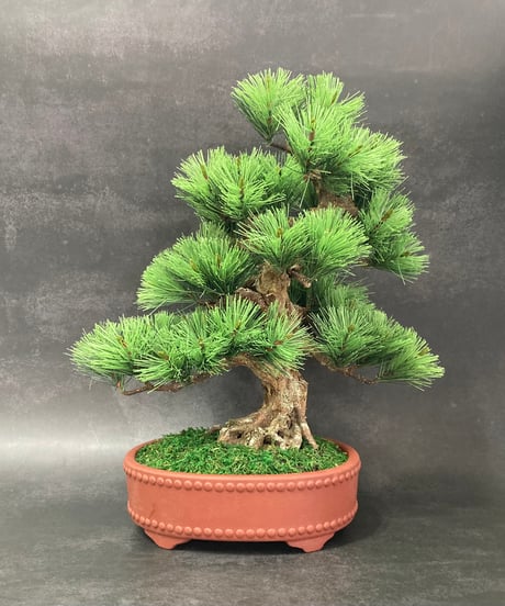 作品一覧ITEM | クラフト盆栽美術館 Artcraft Bonsai