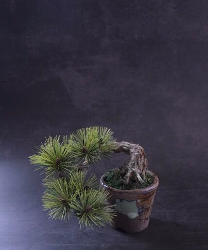 41 松 半懸崖 | クラフト盆栽美術館 Artcraft Bonsai