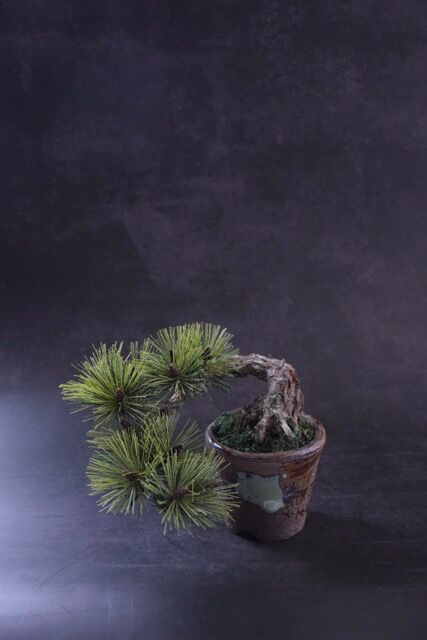 黒松　半懸崖　盆栽 インテリア盆栽「黒松 半懸崖」 盆栽 ReBonsai 通販 13956882