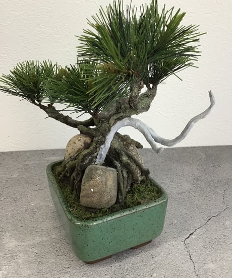 松　石付き　長角鉢（青木悦子）