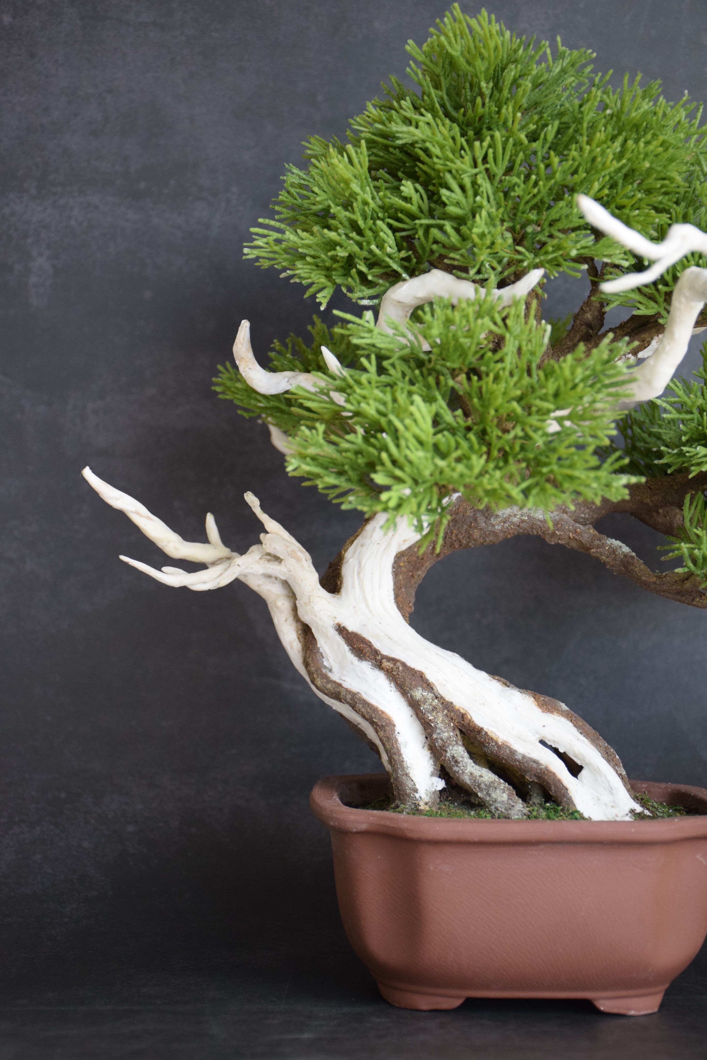 真柏（松高京美） | クラフト盆栽美術館 Artcraft Bonsai