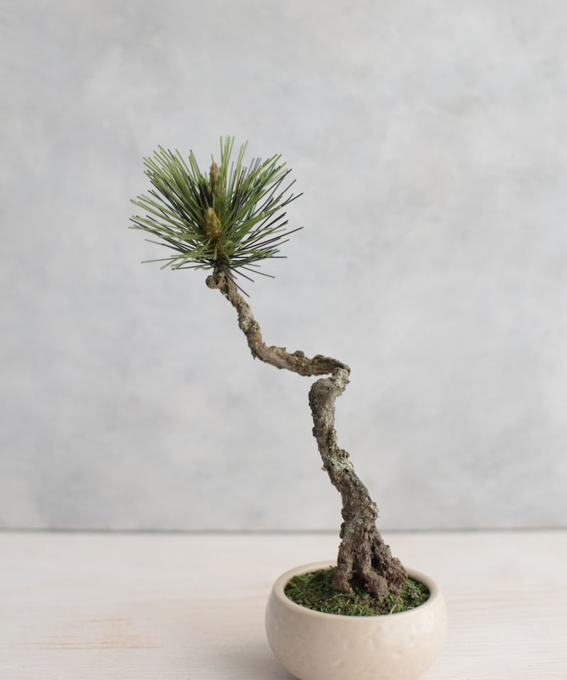 20 黒松 文人 | クラフト盆栽美術館 Artcraft Bonsai