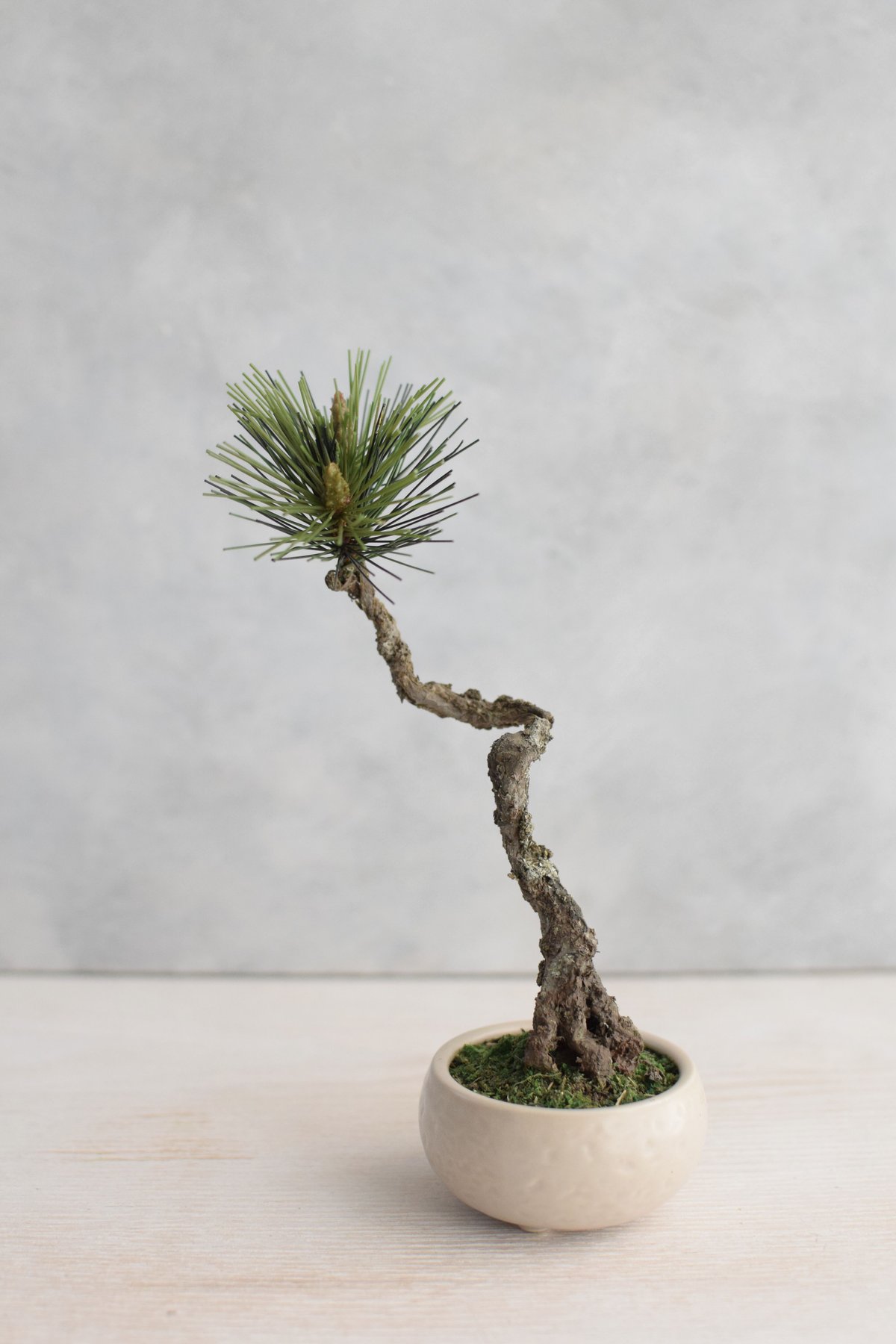 20 黒松 文人 | クラフト盆栽美術館 Artcraft Bonsai