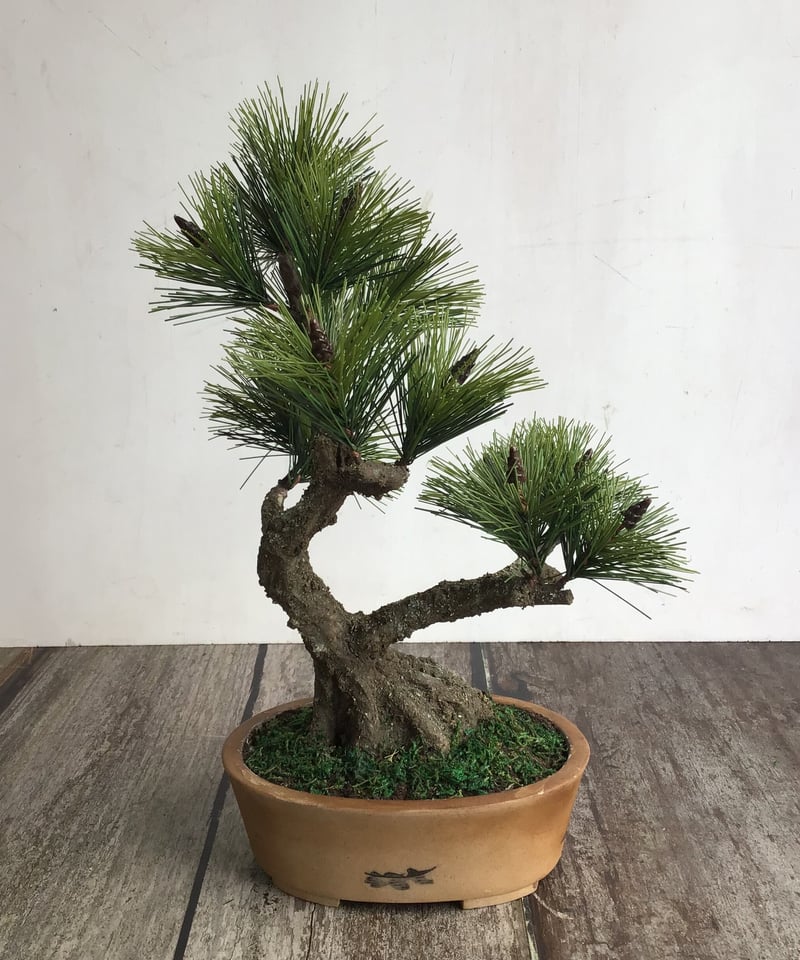 49 黒松盆栽 双幹 受注可 鉢変更 | クラフト盆栽美術館 Artcraft Bonsai