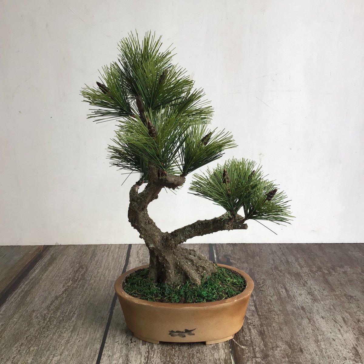 49 黒松盆栽 双幹 受注可 鉢変更 | クラフト盆栽美術館 Artcraft Bonsai