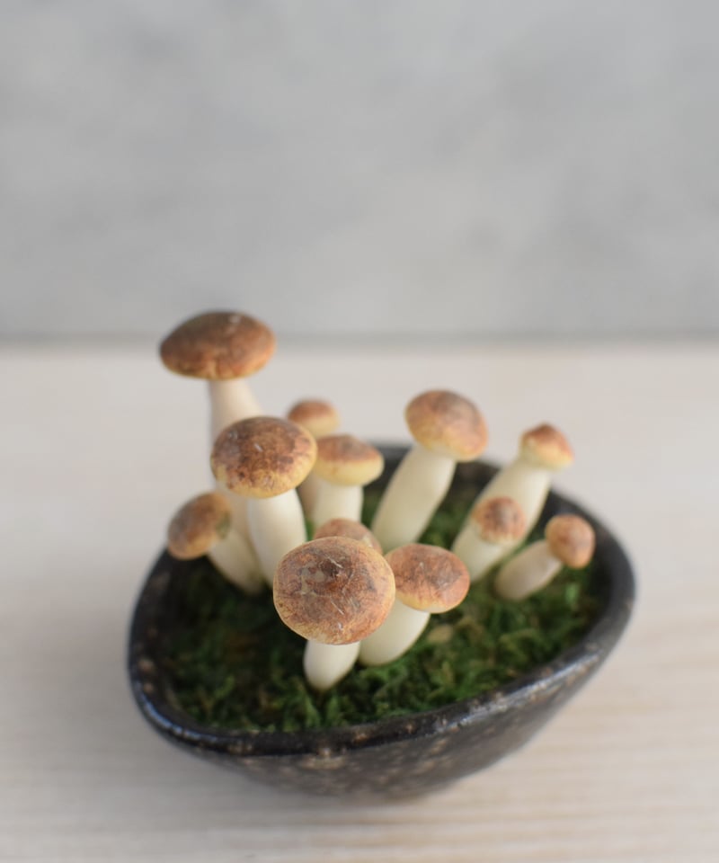 10 しめじ | クラフト盆栽美術館 Artcraft Bonsai