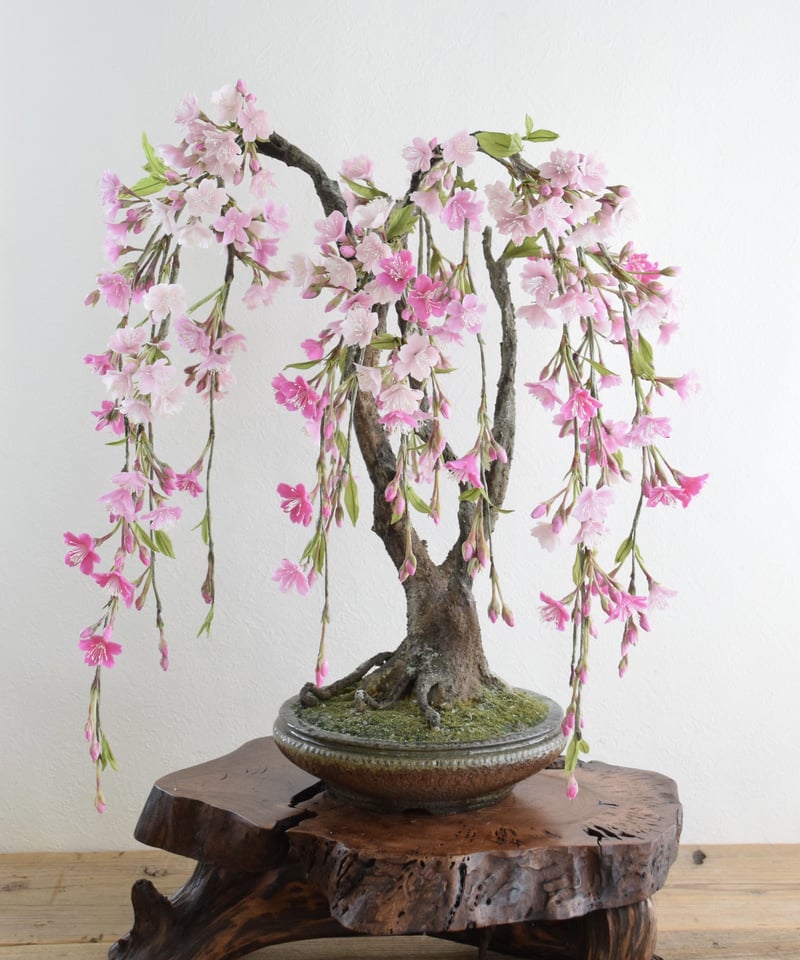 33 枝垂れ桜 | クラフト盆栽美術館 Artcraft Bonsai 33 枝垂れ桜 | クラフト盆栽美術館 Artcraft Bonsai