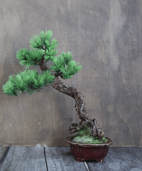 作品一覧ITEM | クラフト盆栽美術館 Artcraft Bonsai