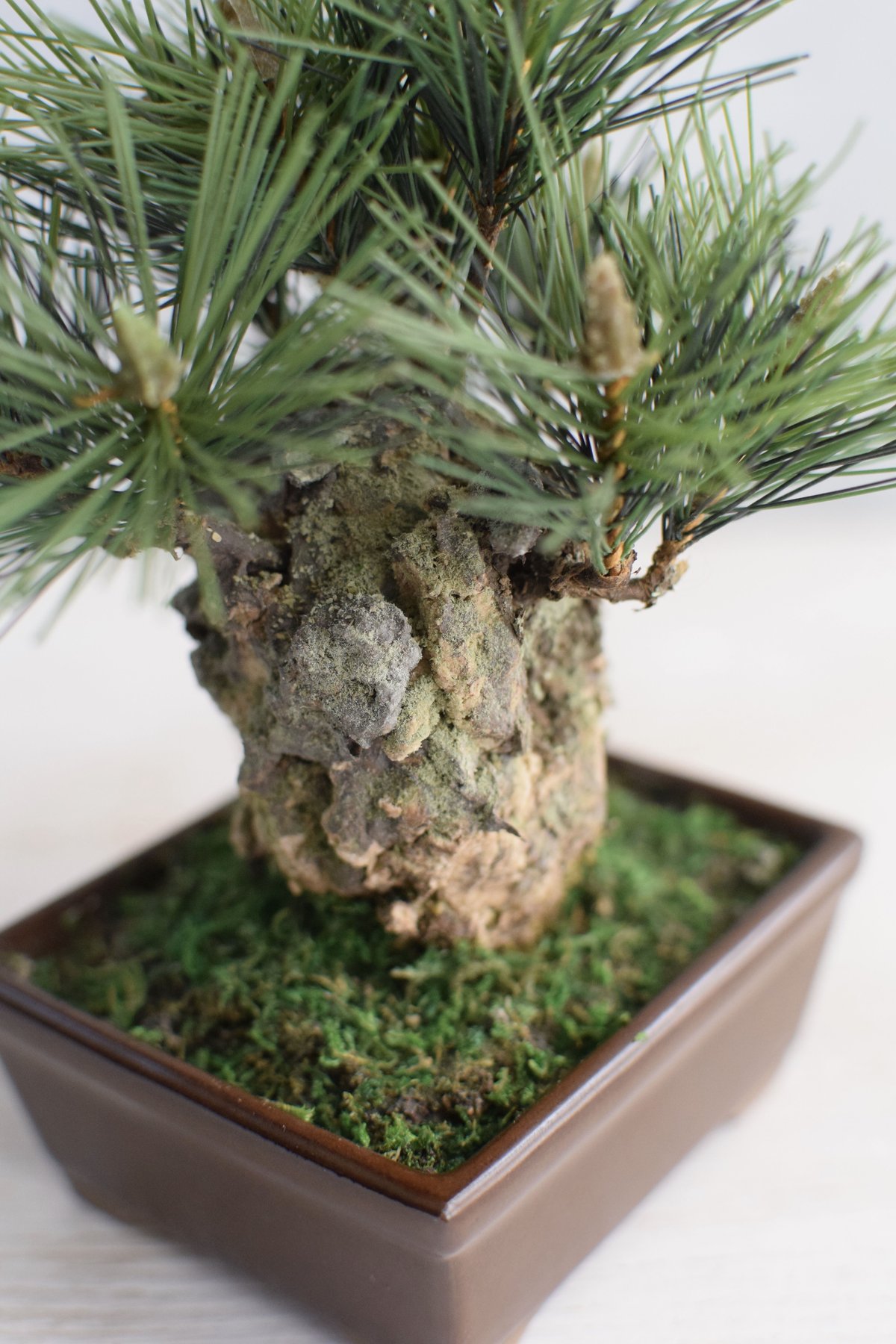 22 錦松（受注可） | クラフト盆栽美術館 Artcraft Bonsai