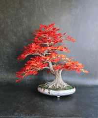 48 松盆栽 模様木（青木悦子） | クラフト盆栽美術館 Artcraft Bonsai