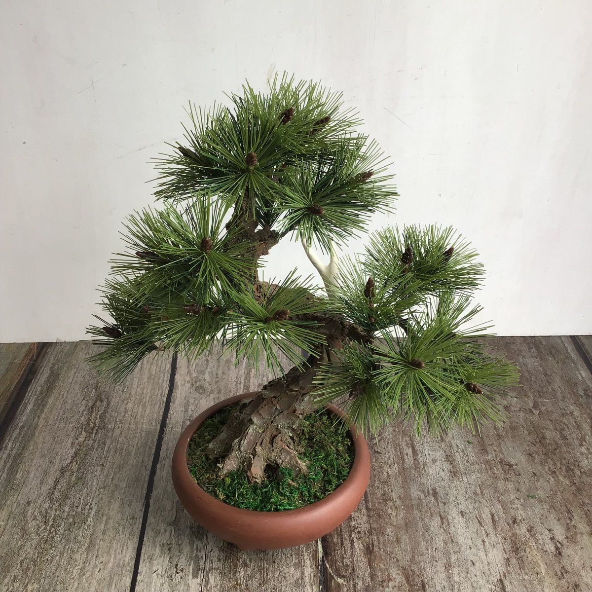 黒松　[模様木]　大品盆栽 Yahoo!オークション - 黒松 盆栽 太幹 模様木 大品盆栽 樹高60.0