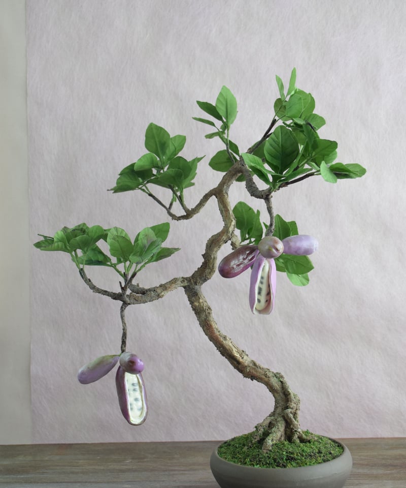 7 あけび | クラフト盆栽美術館 Artcraft Bonsai 7 あけび | クラフト盆栽美術館 Artcraft Bonsai