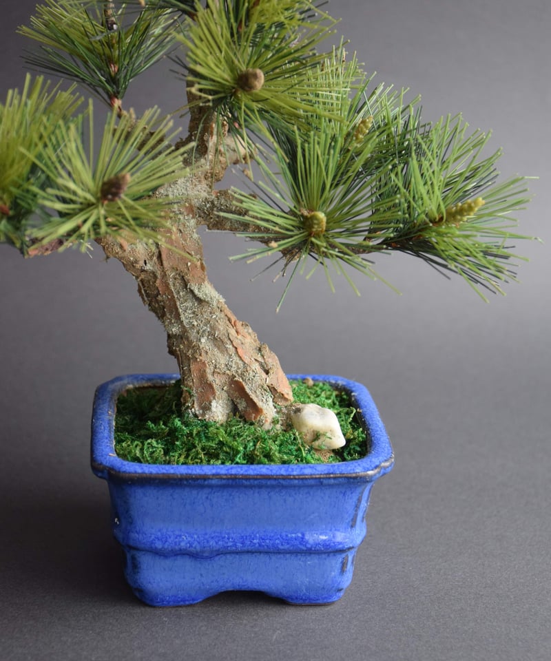 松 模様木（鉢変更） | クラフト盆栽美術館 Artcraft Bonsai
