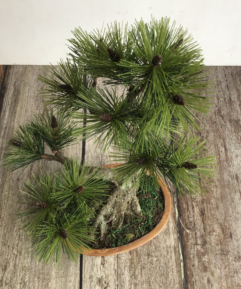 49 黒松盆栽 双幹 受注可 鉢変更 | クラフト盆栽美術館 Artcraft Bonsai