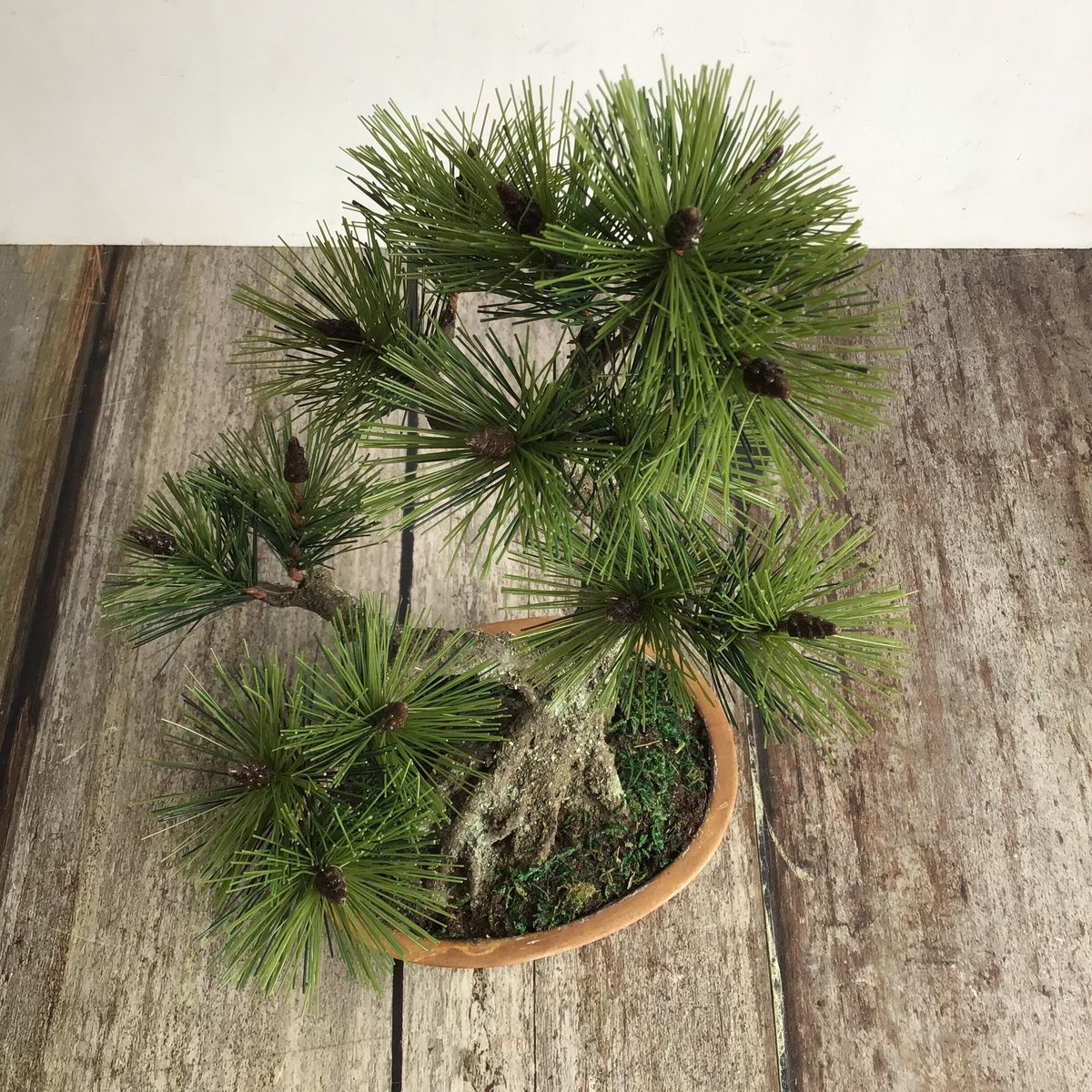 黒松　 盆栽 　盆栽鉢　陶器鉢 49 黒松盆栽 双幹 受注可 鉢変更 | クラフト盆栽美術館 Artcraft Bonsai