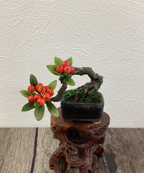 #53 ピラカンサPyracantha　黒い鉢Black Pot（青木桃子）