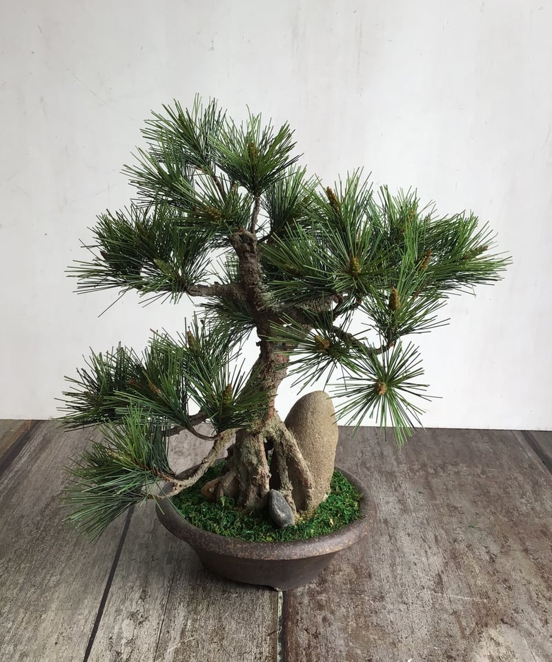 47 黒松盆栽 石付き | クラフト盆栽美術館 Artcraft Bonsai
