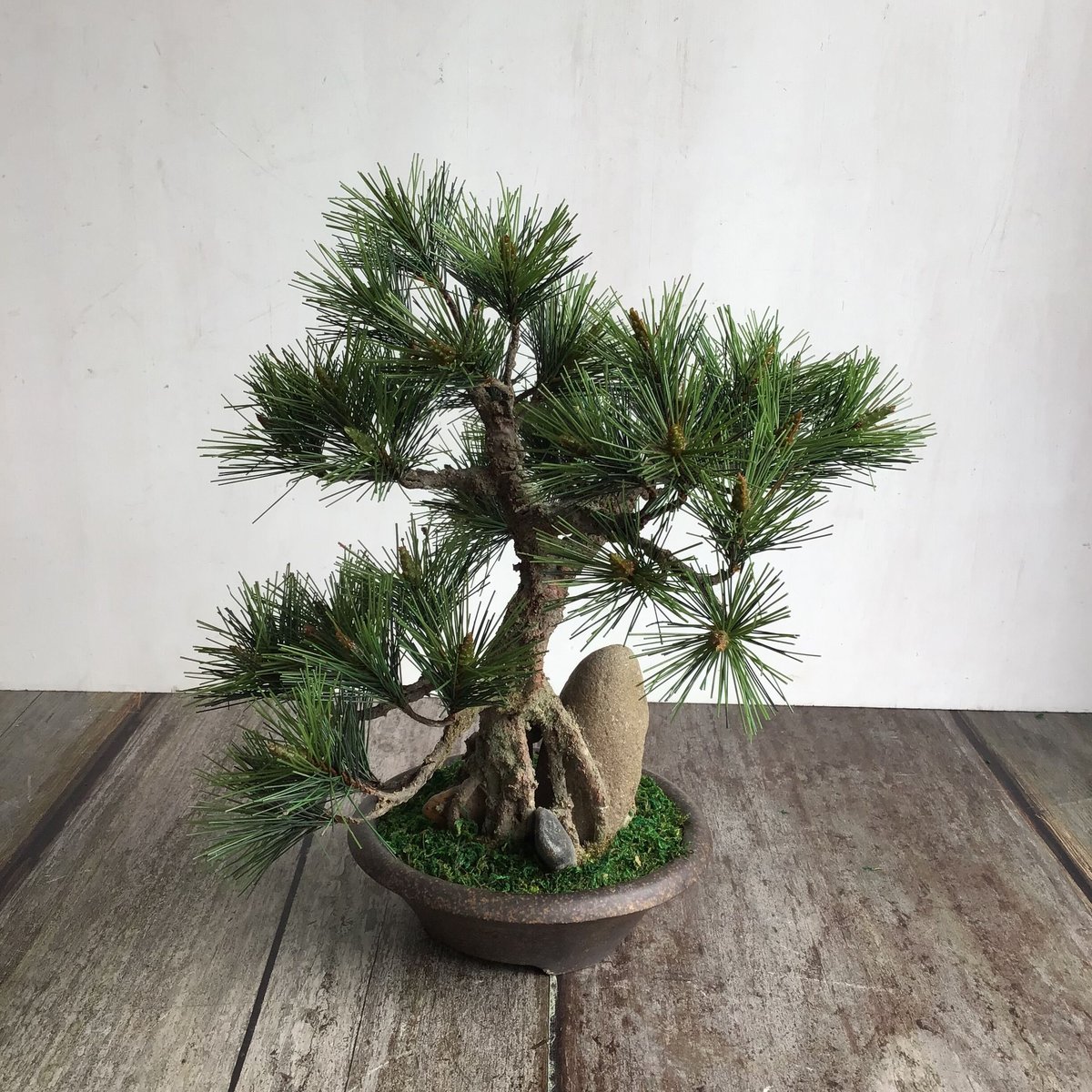 黒松　[石付模様木]　中品盆栽 47 黒松盆栽 石付き | クラフト盆栽美術館 Artcraft Bonsai