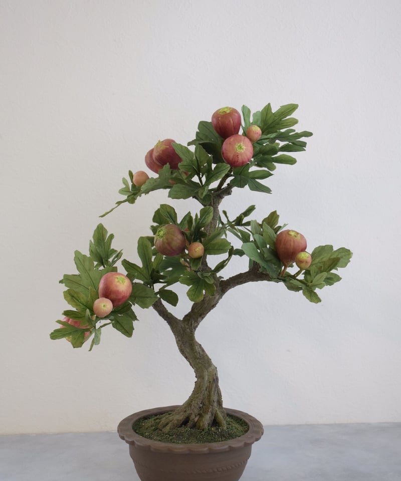 25 イチジク | クラフト盆栽美術館 Artcraft Bonsai