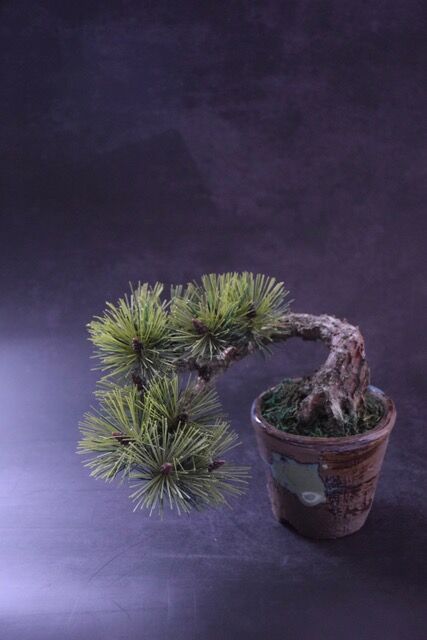 41 松 半懸崖（青木悦子） | クラフト盆栽美術館 Artcraft Bonsai