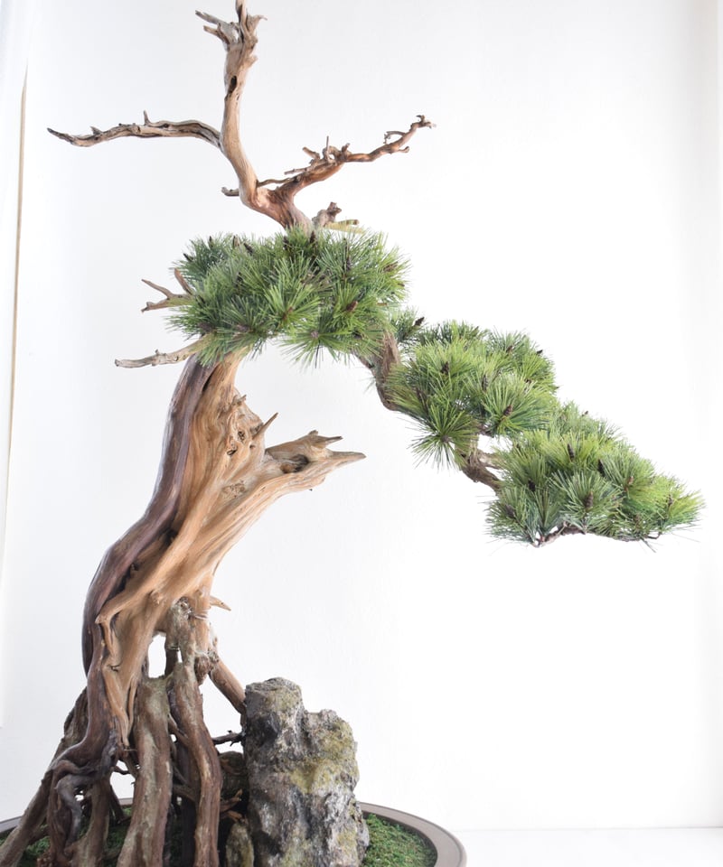 37 古木を使った松 | クラフト盆栽美術館 Artcraft Bonsai