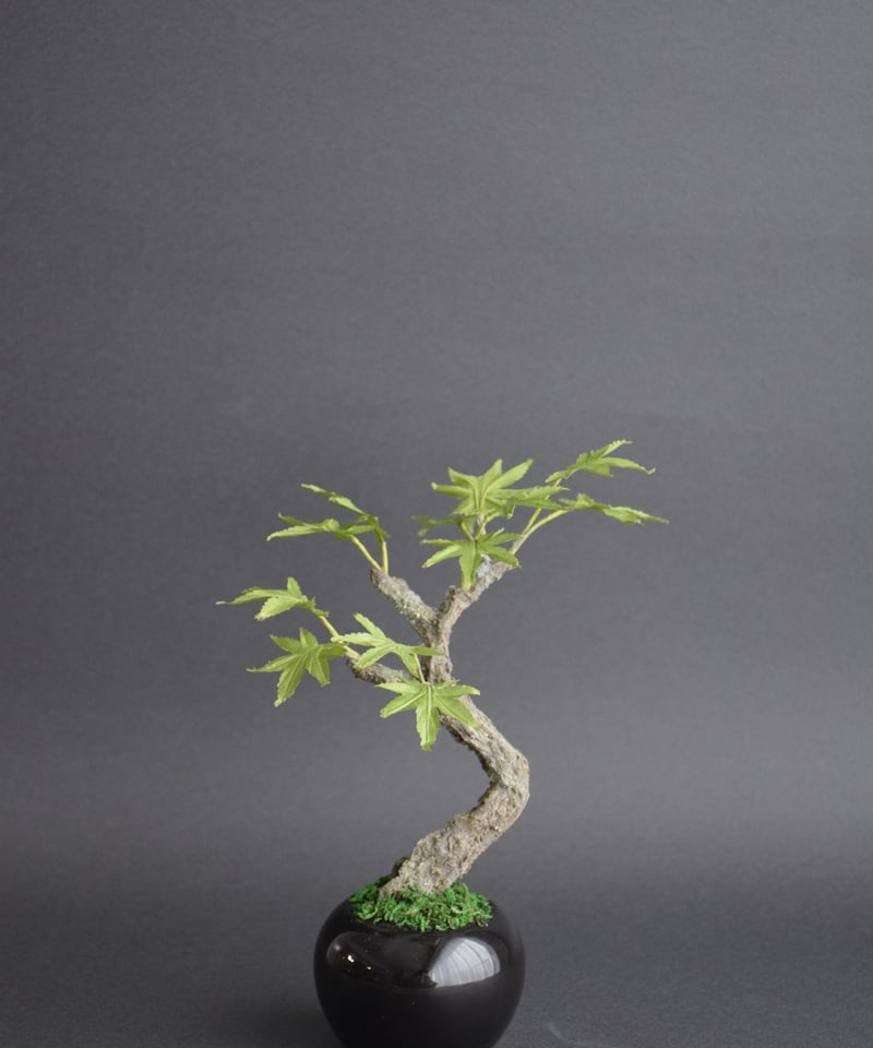 青モミジ | クラフト盆栽美術館 Artcraft Bonsai