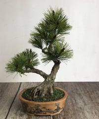 #49  松盆栽　双幹 （青木悦子）