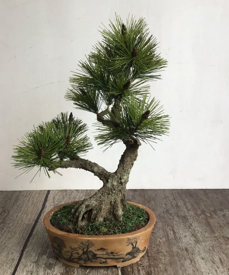 美品！真柏盆栽！ 古木！黒松雑木盆栽 白木盆栽園 根上がり黒松 盆栽黒松赤松五葉松真柏雑木新しい趣味初心者