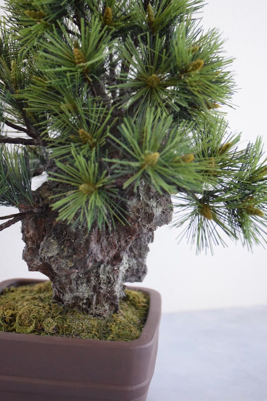 26 錦松 | クラフト盆栽美術館 Artcraft Bonsai 26 錦松 | クラフト盆栽美術館 Artcraft Bonsai
