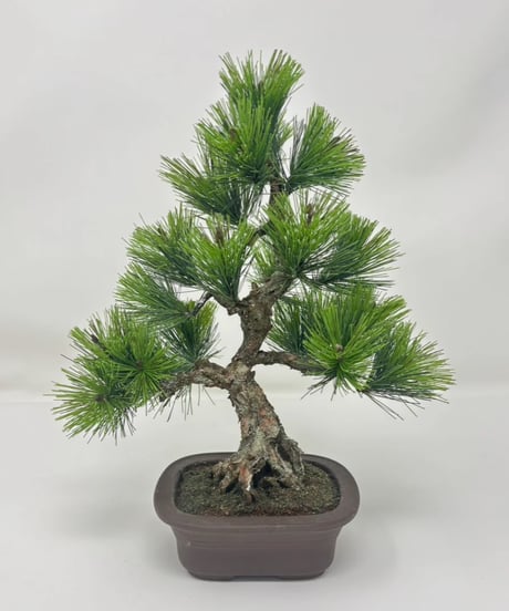 作品一覧ITEM | クラフト盆栽美術館 Artcraft Bonsai