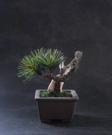 ＃43  松　舎利幹　 正方形泥鉢  Pine（受注可）（青木悦子）
