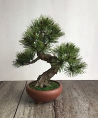#46  黒松盆栽　模様木