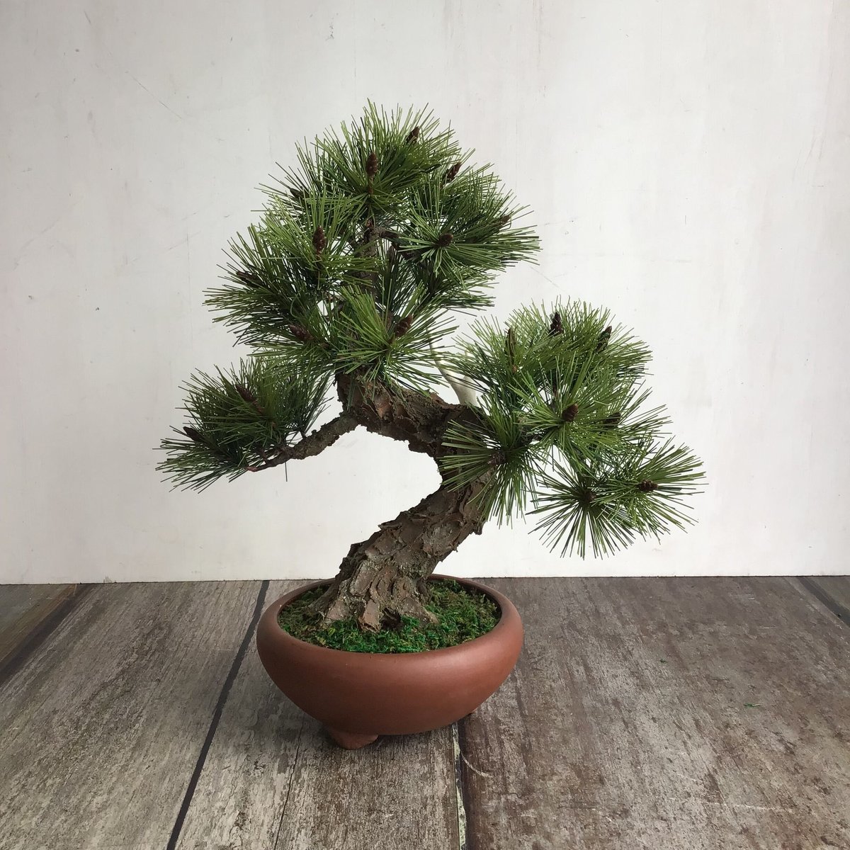 大特価！◉黒松盆栽　究極の逸品　樹形の美しい模様木　★本日24時迄の超大特価★ 黒松盆栽 樹高60cm – Bonsai Iroha