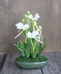 菖蒲 | クラフト盆栽美術館 Artcraft Bonsai