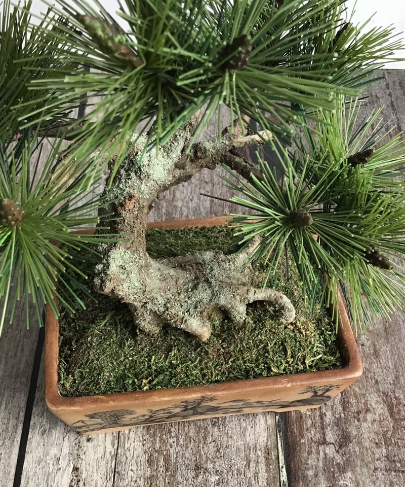 48 黒松盆栽 模様木 鉢変更 | クラフト盆栽美術館 Artcraft Bonsai 48 黒松盆栽 模様木 鉢変更 | クラフト盆栽美術館 Artcraft Bonsai