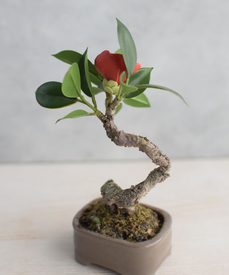 8 ツバキ | クラフト盆栽美術館 Artcraft Bonsai