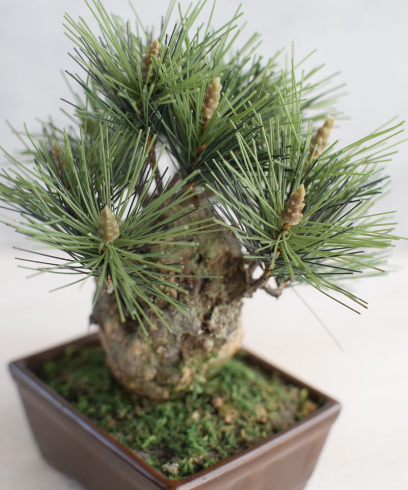 ◆　幻国宝級の銘木　台湾ひのき　まくら　入手困難　超仕上げくず手作り　オリジナ ◇ 幻国宝級の銘木 台湾ひのき まくら 入手困難 超仕上げくず