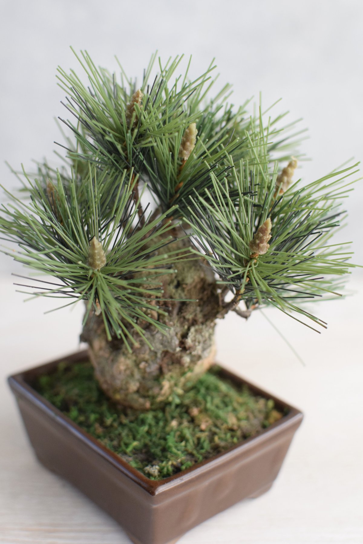 22 錦松（受注可） | クラフト盆栽美術館 Artcraft Bonsai