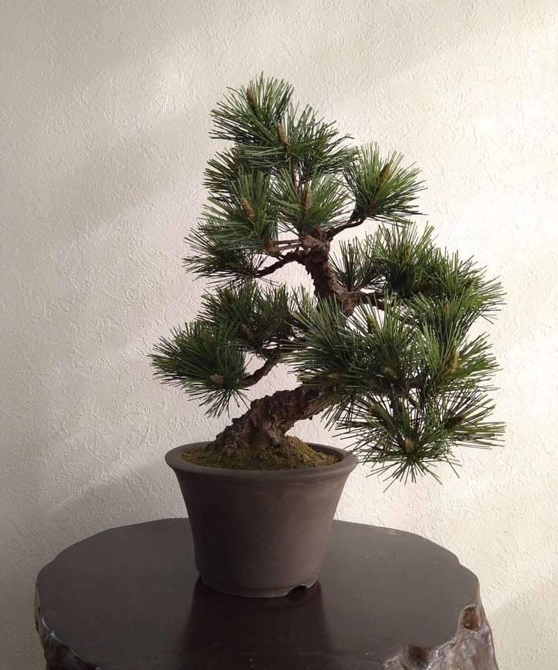 28 黒松 | クラフト盆栽美術館 Artcraft Bonsai 28 黒松 | クラフト盆栽美術館 Artcraft Bonsai