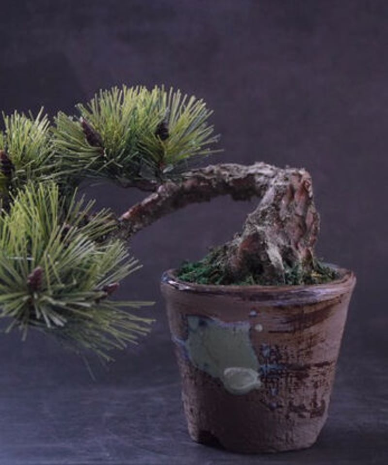 41 松 半懸崖（青木悦子） | クラフト盆栽美術館 Artcraft Bonsai