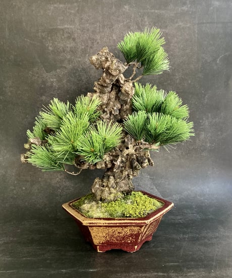 作品一覧ITEM | クラフト盆栽美術館 Artcraft Bonsai