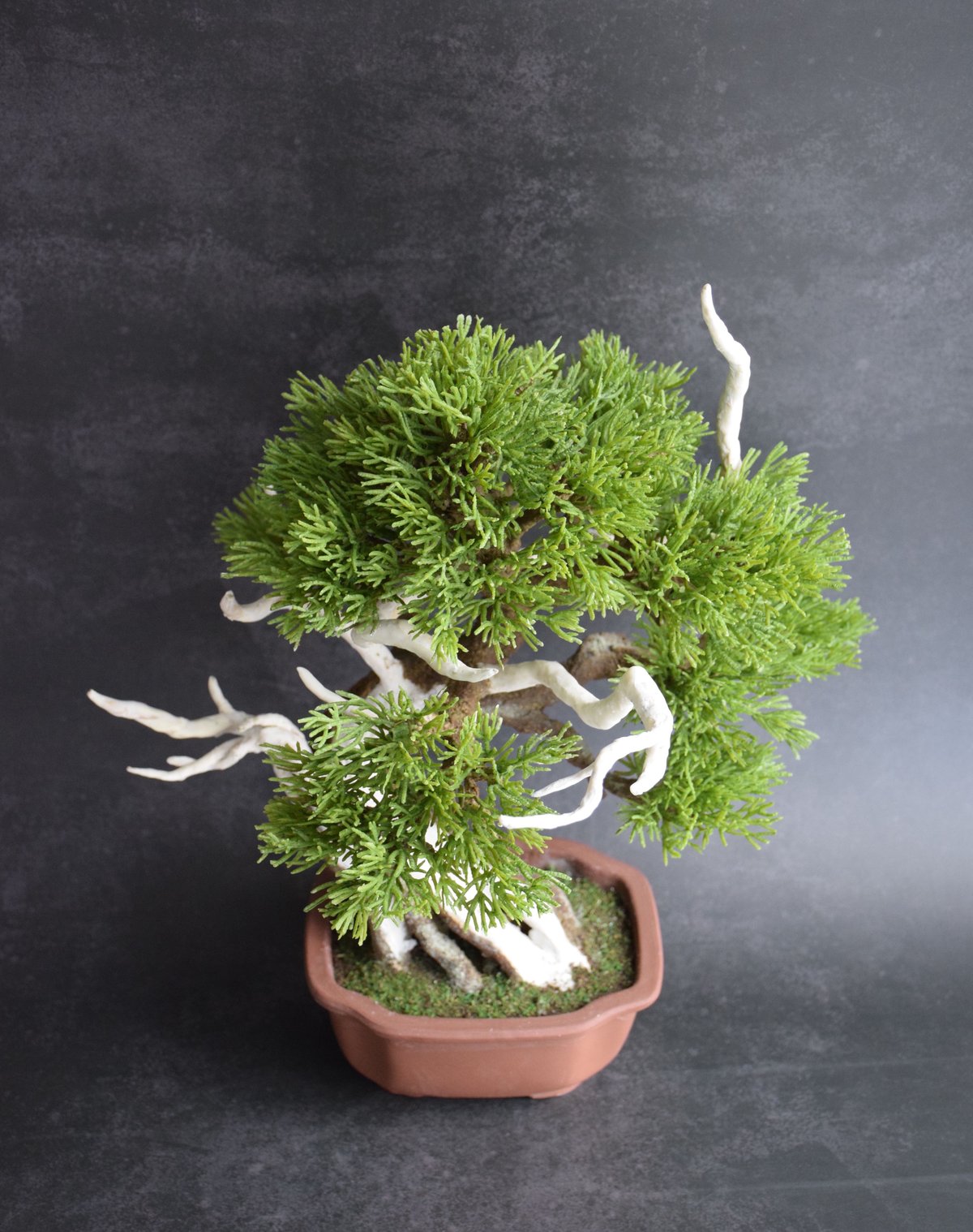 真柏 | クラフト盆栽美術館 Artcraft Bonsai