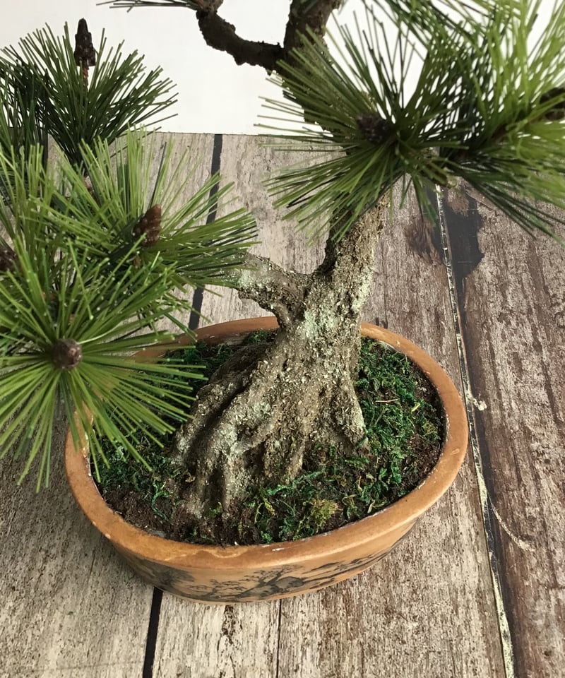 49 黒松盆栽 双幹 受注可 鉢変更 | クラフト盆栽美術館 Artcraft Bonsai