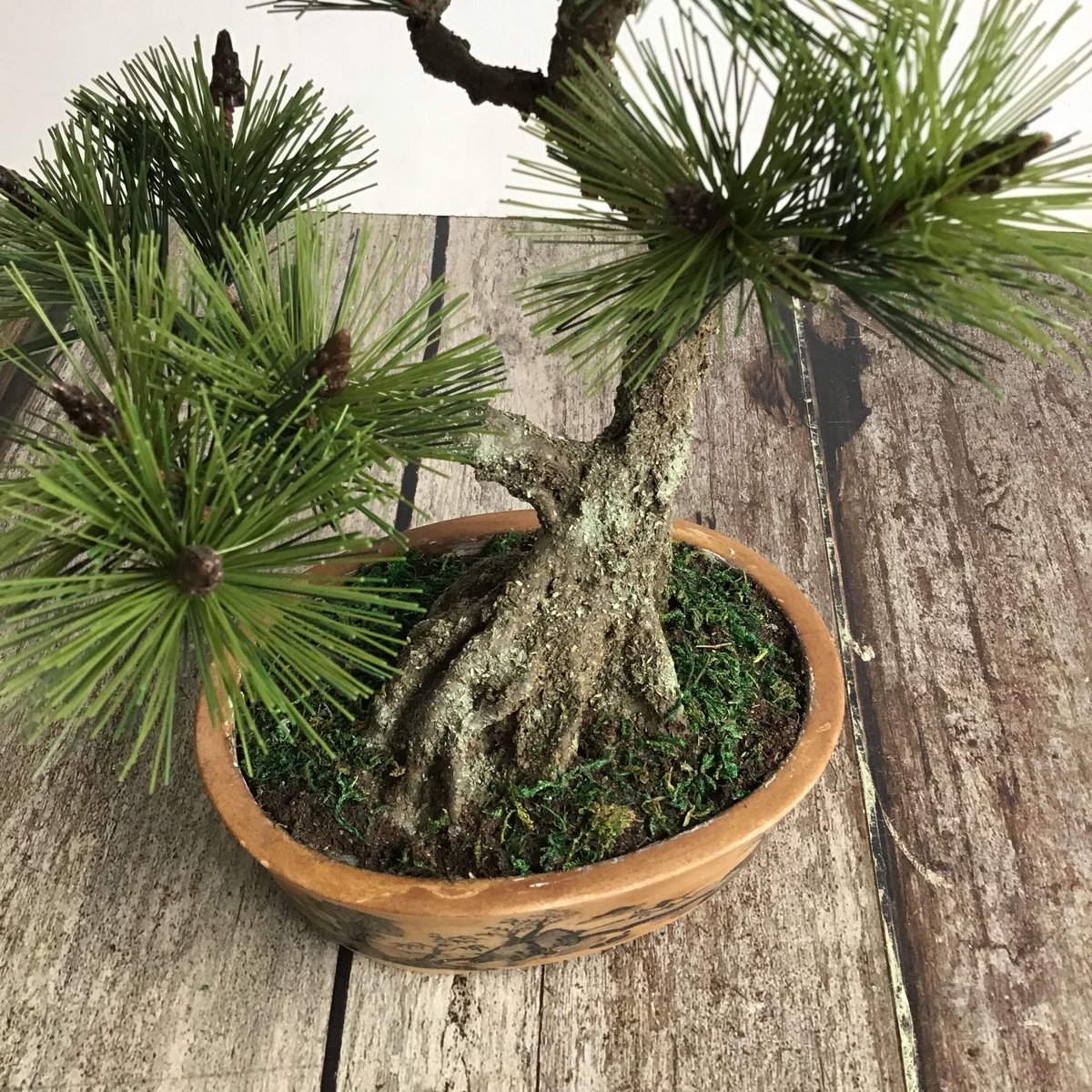 49 黒松盆栽 双幹 受注可 鉢変更 | クラフト盆栽美術館 Artcraft Bonsai