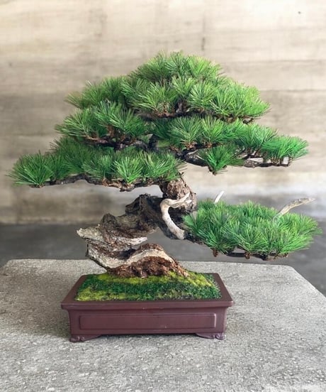 作品一覧ITEM | クラフト盆栽美術館 Artcraft Bonsai