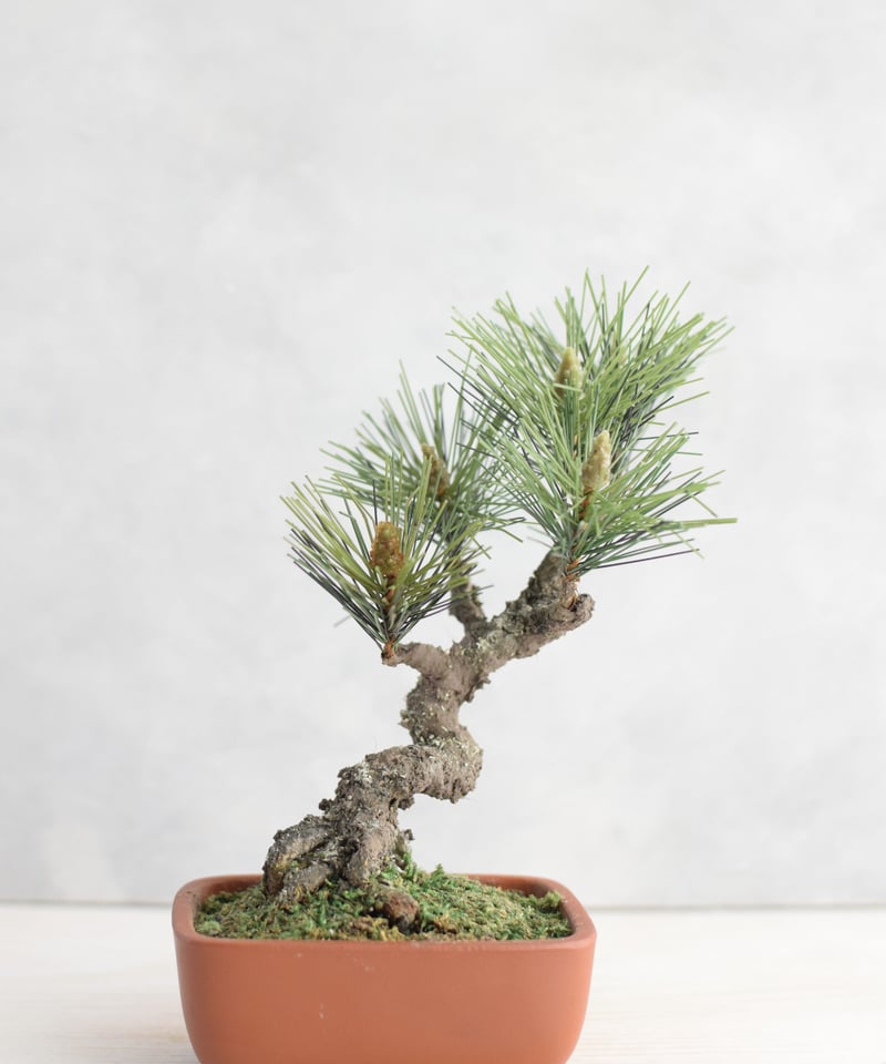キンズ　[斜幹模様木]　小品盆栽 21 松 斜幹（鉢変更） | クラフト盆栽美術館 Artcraft Bonsai
