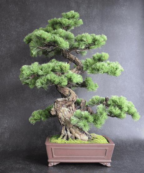 CATEGORY 松柏 | クラフト盆栽美術館 Artcraft Bonsai