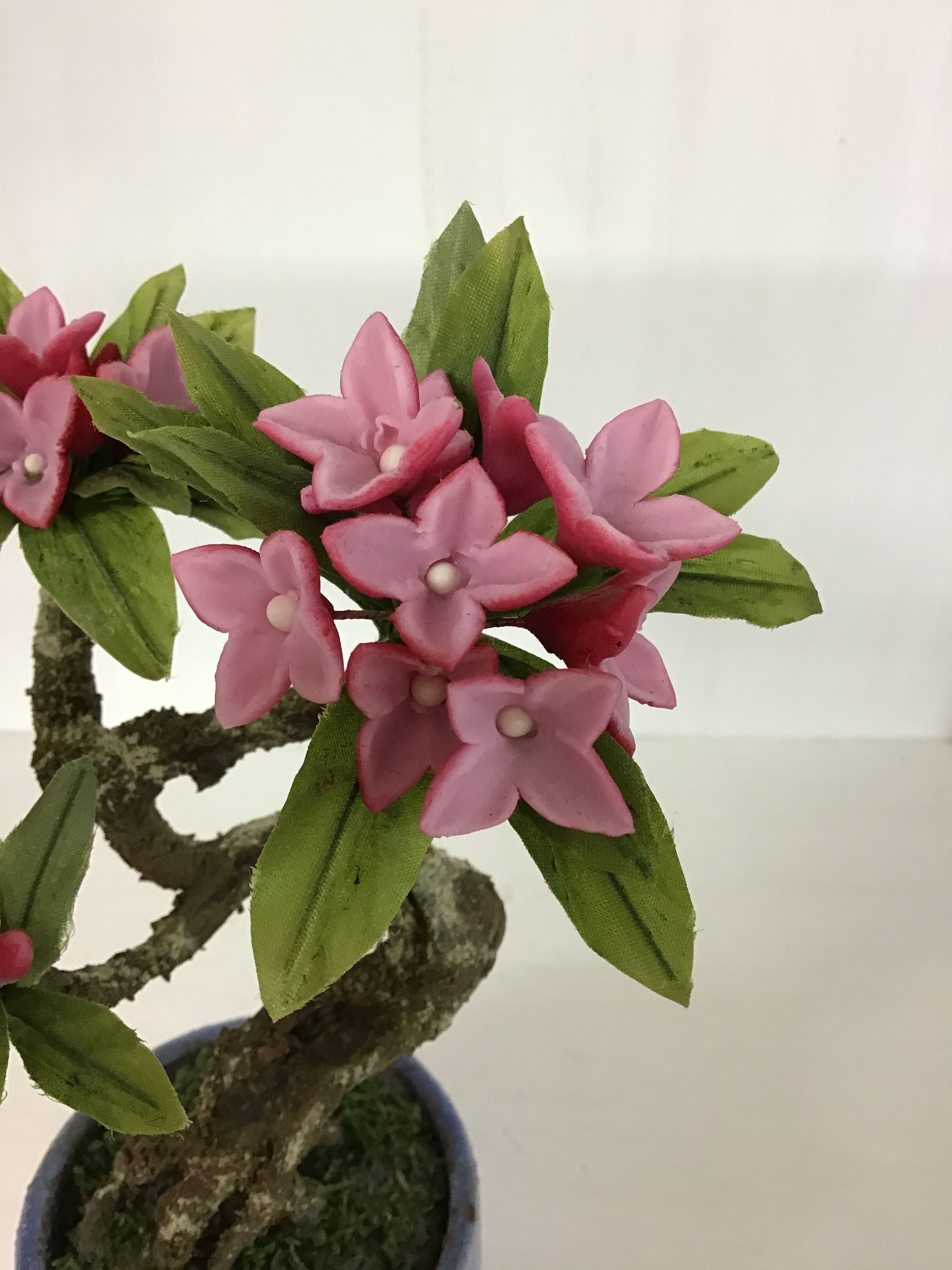 3 沈丁花 | クラフト盆栽美術館 Artcraft Bonsai