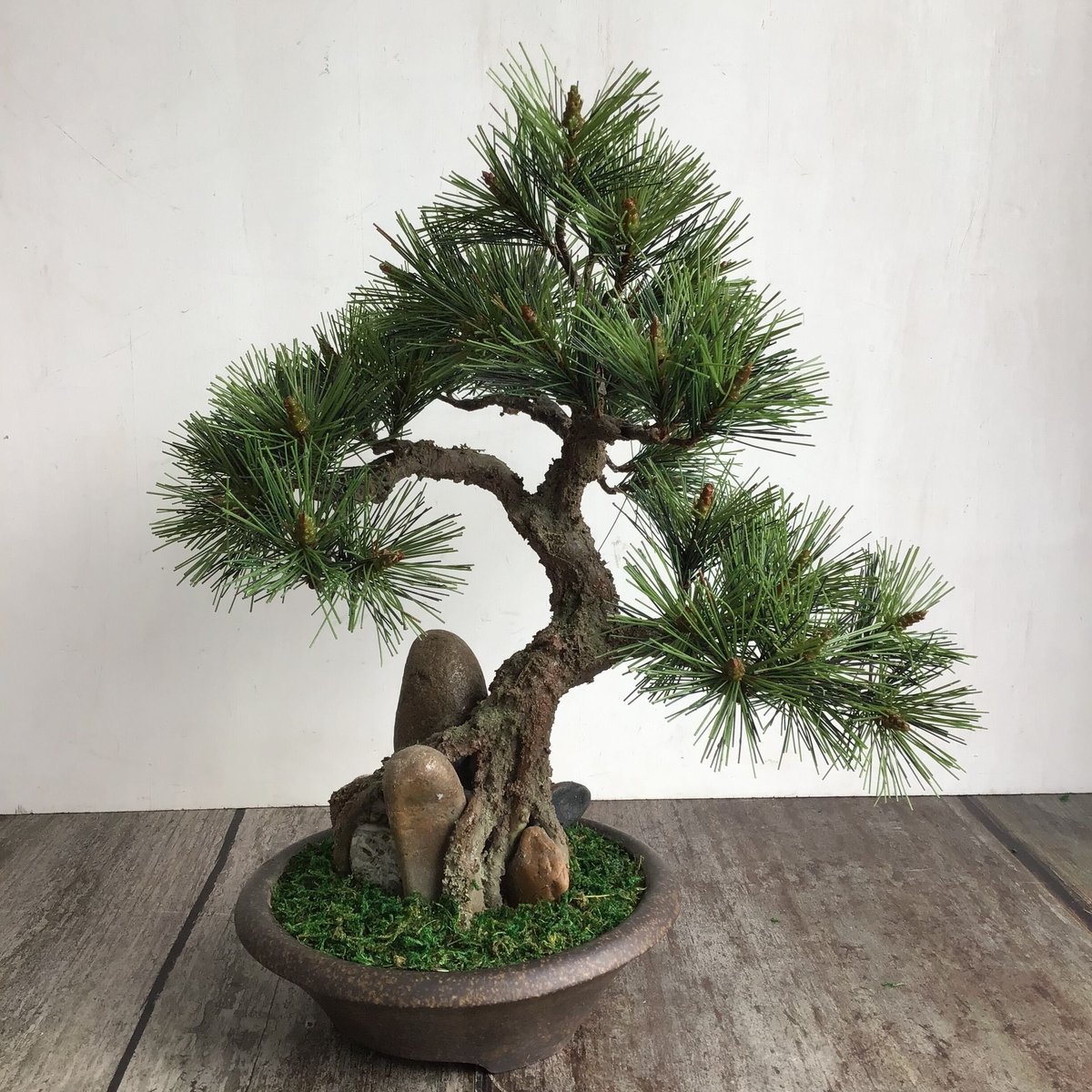 黒松盆栽⑥ 盆栽 黒松 Bonsai 剪定、葉透かし Before and After 一枚目 作業