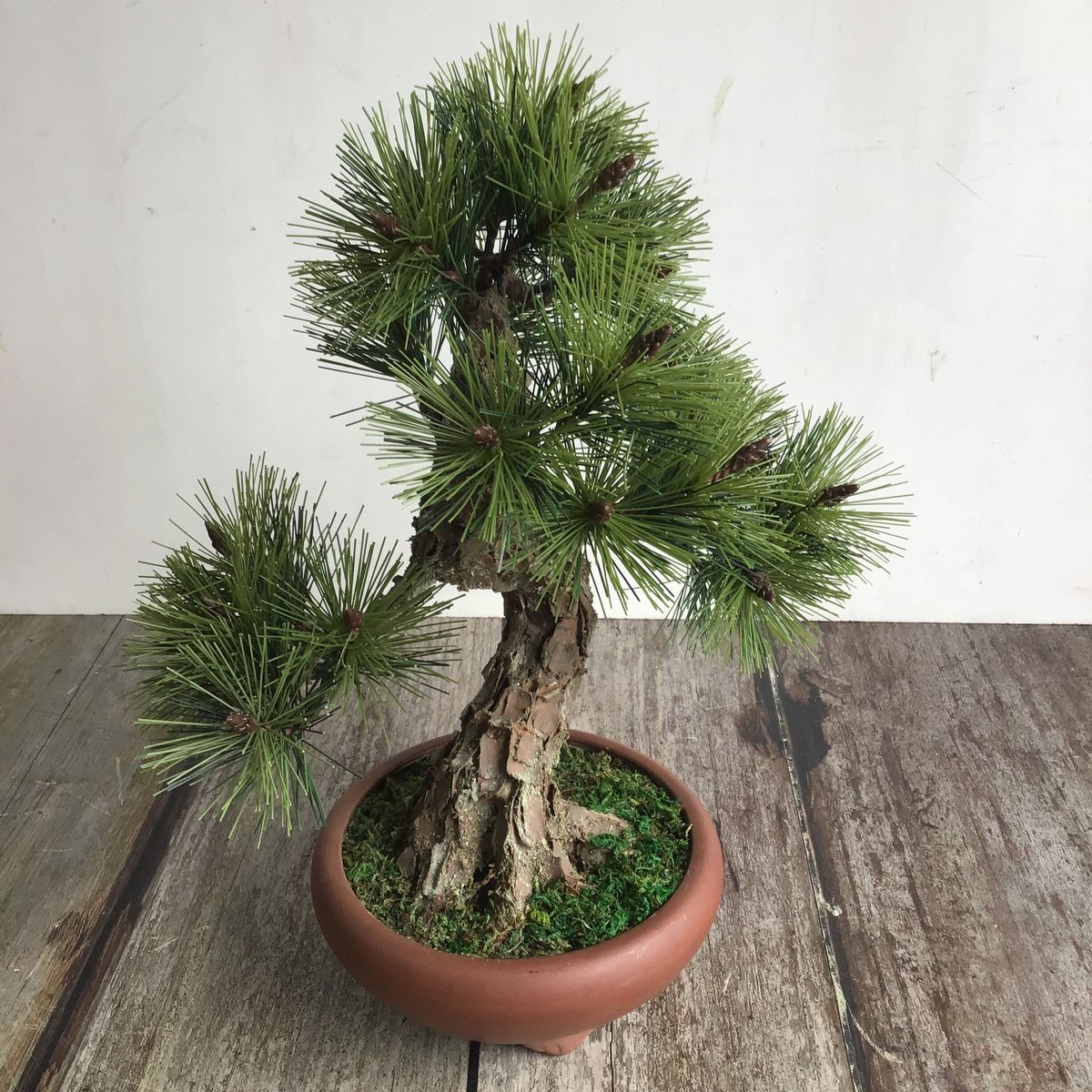 盆栽素材黒松Z 盆栽素材黒松Z 栽培セット The BONSAI 黒松【盆栽／1個売り